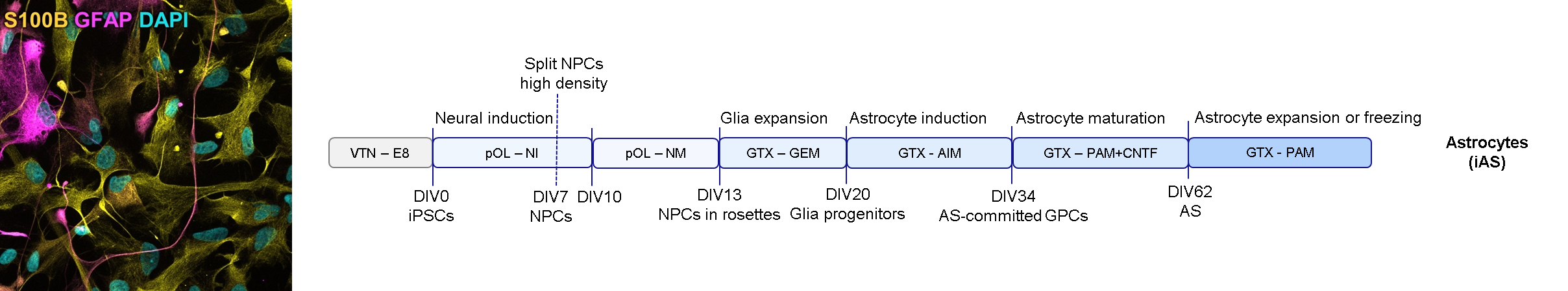 Protocol for iPSC astrocyte differentiation