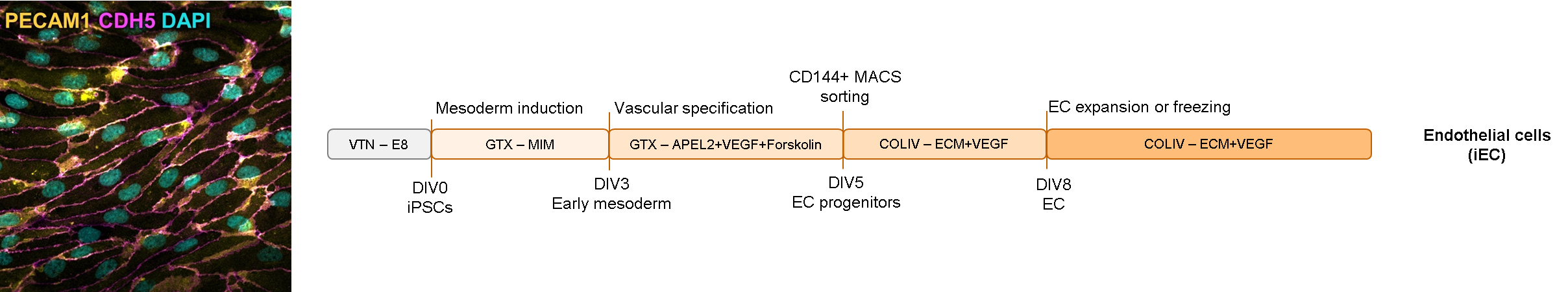 Protocol for iPSC endothelial cell differentiation