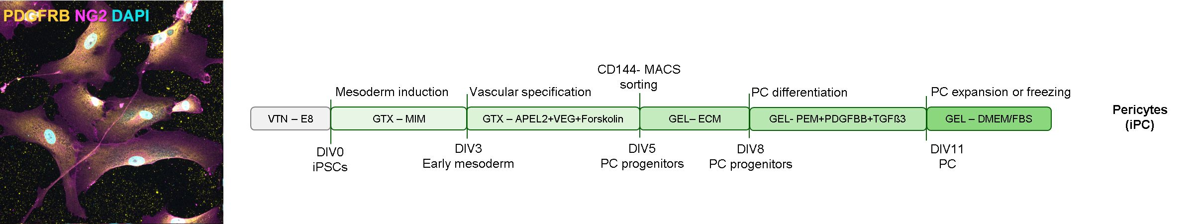 Protocol for iPSC pericyte differentiation