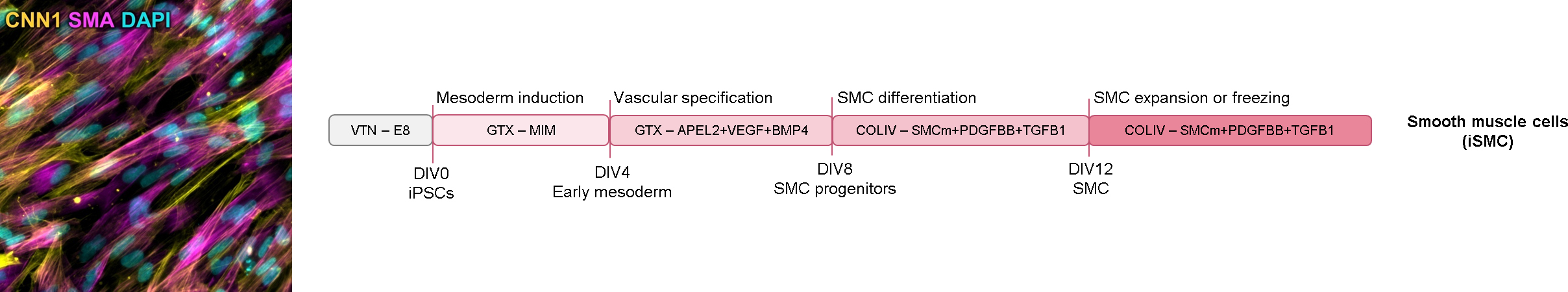 Protocol for iPSC smooth muslce cell differentiation